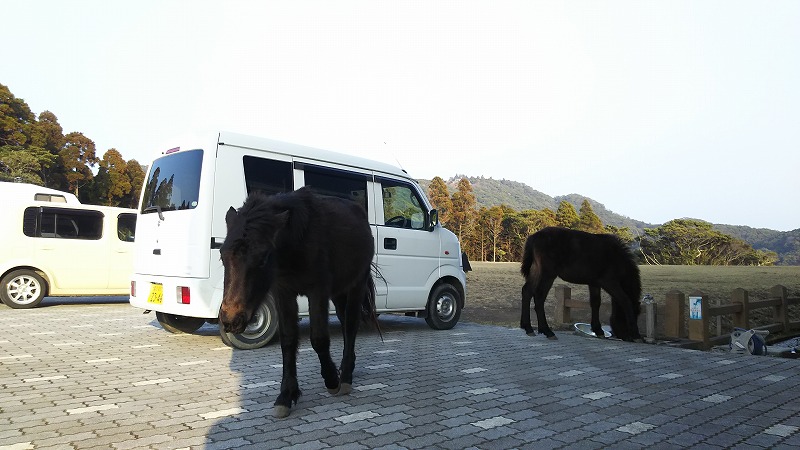 �C　ごま油とチョコの旅。　都井岬の天然馬。