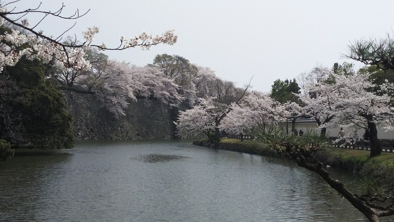 姫路城の桜は混雑必至。地元民が知ってる穴場スポットも。