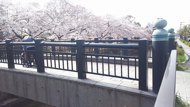 姫路城の桜は混雑必至。地元民が知ってる穴場スポットも。